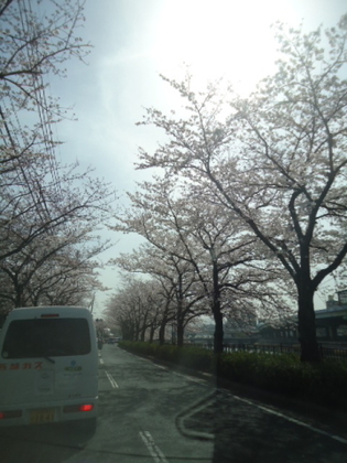 紫川の桜2.jpg